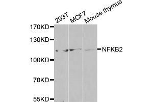 Western blot analysis of extracts of various cell lines, using NFKB2 antibody (ABIN5971590) at 1/500 dilution. (NFKB2 antibody)