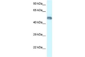 WB Suggested Anti-Wdr8 Antibody   Titration: 1. (WDR8 antibody  (N-Term))