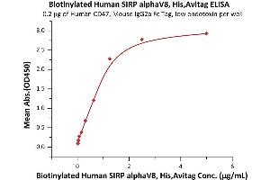 Immobilized Human CD47, Mouse IgG2a Fc Tag, low endotoxin (ABIN4949089,ABIN4949090) at 2 μg/mL (100 μL/well) can bind Biotinylated Human SIRP alphaV8, His,Avitag (ABIN6973269) with a linear range of 0. (SIRP AlphaV8 (AA 31-369) (Active) protein (His tag,AVI tag,Biotin))