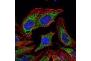 Immunofluorescence analysis of HELA cells using PDK1 mouse mAb (green). (PDPK1 antibody)