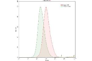 Detection of HPSE in HepG2 human hepatocellular carcinoma cell line using Polyclonal Antibody to Heparanase (HPSE) (HPSE antibody  (AA 34-115))