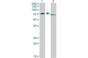 Western Blot analysis of EWSR1 expression in transfected 293T cell line by EWSR1 monoclonal antibody (M01), clone 5C10. (EWSR1 antibody  (AA 358-453))
