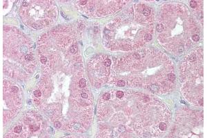 Anti-FOXD1 antibody IHC staining of human kidney. (FOXD1 antibody  (AA 453-465))