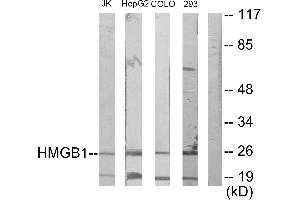Western blot analysis of extracts from Jurkat cells, HepG2 cells, COLO205 cells and 293 cells, using HMGB1 antibody. (HMGB1 antibody)