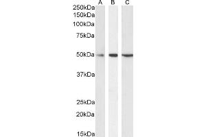 (ABIN570940) (0. (Septin 6 antibody  (Internal Region))