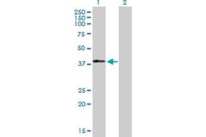 Western Blot analysis of MAGEB18 expression in transfected 293T cell line by MAGEB18 MaxPab polyclonal antibody. (MAGEB18 antibody  (AA 1-343))