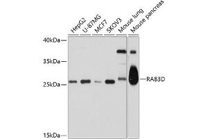 Western blot analysis of extracts of various cell lines, using RD antibody (ABIN6128597, ABIN6146583, ABIN6146584 and ABIN6214631) at 1:1000 dilution. (RAB3D antibody  (AA 1-219))