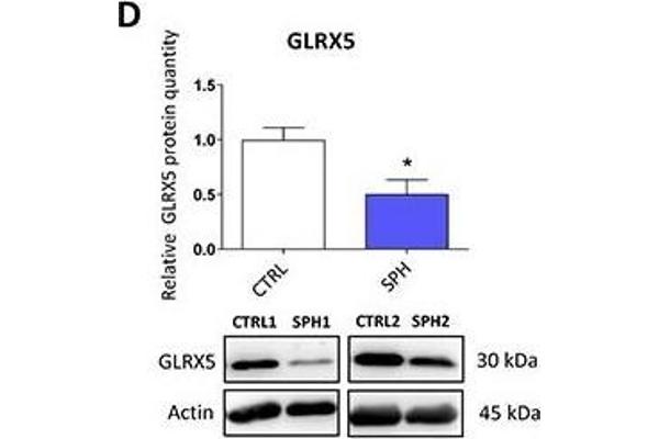 GLRX5 antibody  (AA 51-157)