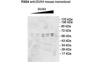 Western Blot analysis of Mouse C2C12 cell lysate showing detection of DUX4 protein using Mouse Anti-DUX4 Monoclonal Antibody, Clone P2B1 . (DUX4 antibody  (C-Term) (Atto 390))