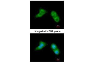 ICC/IF Image Immunofluorescence analysis of paraformaldehyde-fixed A549, using UBE2G2, antibody at 1:200 dilution. (UBE2G2 antibody)