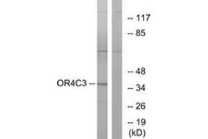 Western Blotting (WB) image for anti-Olfactory Receptor, Family 4, Subfamily C, Member 3 (OR4C3) (AA 196-245) antibody (ABIN2891000) (OR4C3 antibody  (AA 196-245))