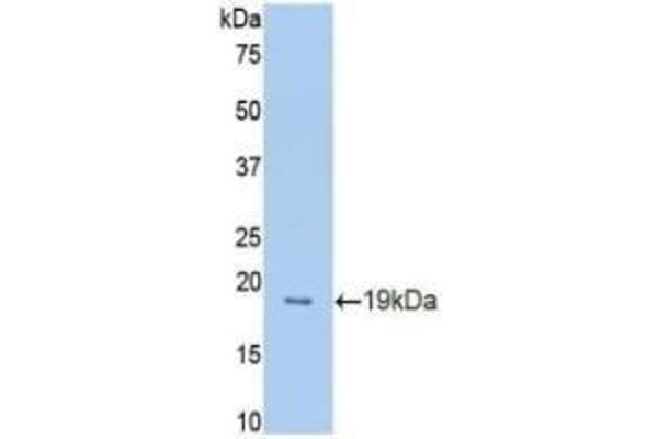 PROCR antibody  (AA 32-167)