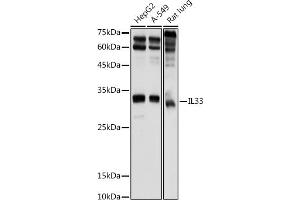 Western blot analysis of extracts of various cell lines, using IL33 antibody (ABIN6128136, ABIN6142383, ABIN6142385 and ABIN6224121) at 1:1000 dilution. (IL-33 antibody  (AA 95-270))