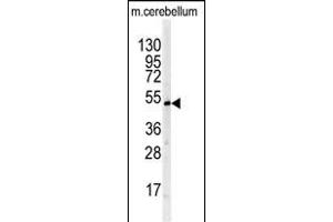 Western blot analysis of BTBD1 antibody (Center) (ABIN391491 and ABIN2841458) in mouse cerebellum tissue lysates (35 μg/lane). (BTBD1 antibody  (AA 295-322))