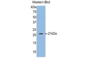Western Blotting (WB) image for anti-Hemochromatosis Type 2 (Juvenile) (HFE2) (AA 234-416) antibody (ABIN1175334)