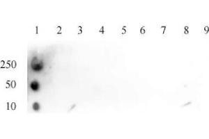 Histone H3K4ac antibody (pAb) tested by dot blot analysis. (Histone 3 antibody  (H3K4ac))