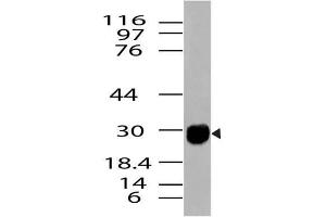 Image no. 1 for anti-High Mobility Group Box 1 (HMGB1) (AA 1-200) antibody (ABIN5027244) (HMGB1 antibody  (AA 1-200))