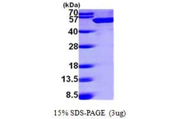 BAT1 Protein (AA 1-428) (His tag)