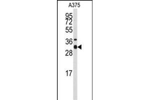 Western blot analysis of anti-STX3 Antibody (Center) (ABIN389321 and ABIN2839439) in  cell line lysates (35 μg/lane). (STX3 antibody  (AA 178-205))