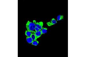 Confocal immunofluorescent analysis of C Antibody (C-term) (Ascites) ABIN1539995 with HepG2 cell followed by Alexa Fluor® 488-conjugated goat anti-mouse lgG (green). (Syndecan 1 antibody  (C-Term))