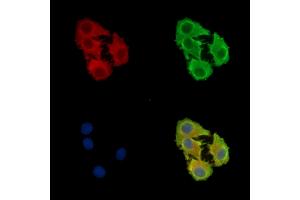 ABIN7097097 and ABIN7101164 staining Hela cells by IF/ICC.