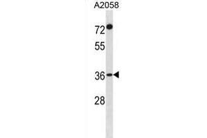 F110A Antibody (N-term) (ABIN1881329 and ABIN2839079) western blot analysis in  cell line lysates (35 μg/lane). (FAM110A antibody  (N-Term))