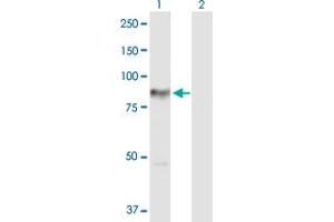 Western Blot analysis of PRKCH expression in transfected 293T cell line by PRKCH MaxPab polyclonal antibody. (PKC eta antibody  (AA 1-683))