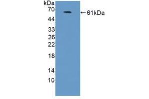 Figure. (NCAM2 antibody  (AA 21-297))
