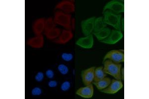 ABIN6257352 and ABIN6275243 staining Hela cells by IF/ICC.