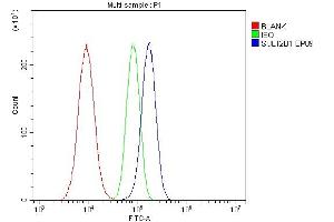 anti-Sulfotransferase Family, Cytosolic, 2B, Member 1 (SULT2B1) (AA 190-218), (Middle Region) antibody
