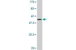 Western Blot detection against Immunogen (60. (AIMP1 antibody  (AA 1-312))