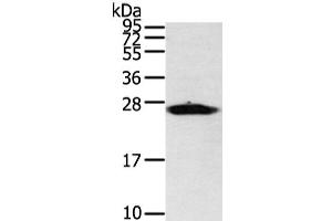 Western Blot analysis of Mouse heart tissue using VDAC3 Polyclonal Antibody at dilution of 1/400 (VDAC3 antibody)