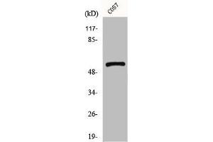 Western Blot analysis of COS7 cells using GPR101 Polyclonal Antibody (F2RL1 antibody  (C-Term))