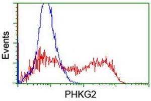 Image no. 2 for anti-phosphorylase Kinase, gamma 2 (Testis) (PHKG2) (AA 1-216) antibody (ABIN1490612) (PHKG2 antibody  (AA 1-216))