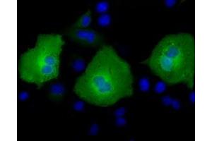 Anti-AK5 mouse monoclonal antibody (ABIN2452720) immunofluorescent staining of COS7 cells transiently transfected by pCMV6-ENTRY AK5 (RC222241). (Adenylate Kinase 5 antibody)