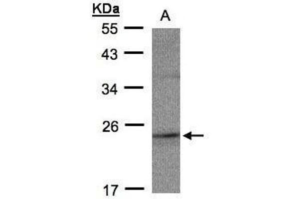 RAP2C antibody