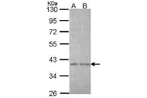 WB Image Sample (30 ug of whole cell lysate) A: A431 , B: H1299 10% SDS PAGE antibody diluted at 1:1000 (EIF3I antibody)