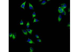 Immunofluorescence staining of Hela cells with ABIN7165044 at 1:200, counter-stained with DAPI. (AMN antibody  (AA 25-163))