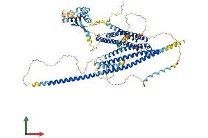 AlphaFold protein structure predicition of Human Recombinant WHAMM Protein, UniprotID Q8TF30 (WHAMM Protein (AA 1-809) (His tag))