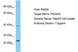 Host: Rabbit Target Name: PRSS55 Sample Type: HepG2 Whole Cell lysates Antibody Dilution: 1.