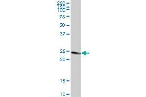 TFAM MaxPab polyclonal antibody. (TFAM antibody  (AA 1-246))