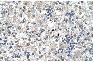 Human Liver (Reticulon 2 antibody  (N-Term))