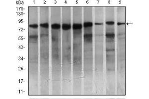 Western Blotting (WB) image for anti-MAP/microtubule Affinity-Regulating Kinase 3 (MARK3) (AA 435-658) antibody (ABIN1845731) (MARK3 antibody  (AA 435-658))