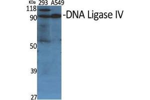 Western Blot (WB) analysis of specific cells using DNA Ligase IV Polyclonal Antibody. (LIG4 antibody  (Internal Region))