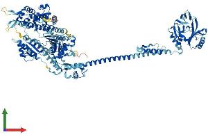 AlphaFold protein structure predicition of Mouse Recombinant Myo1g Protein, UniprotID Q5SUA5 (MYO1G Protein (AA 1-1024) (His tag))