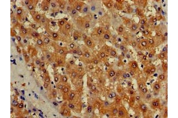 ISCA1 antibody  (AA 67-122)