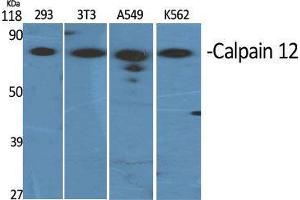 Western Blot (WB) analysis of specific cells using Calpain 12 Polyclonal Antibody. (CAPN12 antibody  (Internal Region))