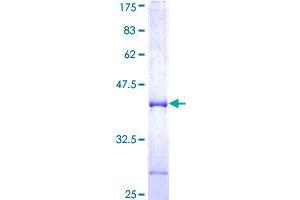 Neurexin 3 Protein (NRXN3) (AA 101-210) (GST tag)