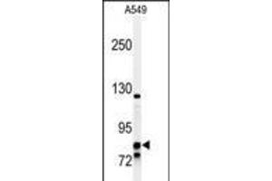 Western blot analysis of NR3C1 Antibody in A549 cell line lysates (35ug/lane) (Glucocorticoid Receptor antibody  (C-Term))