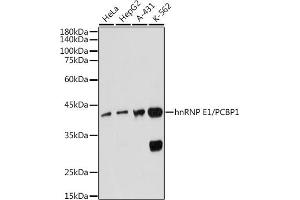 Western blot analysis of extracts of various cell lines, using hnRNP E1/hnRNP E1/PCBP1 antibody (ABIN7269448) at 1:1000 dilution. (PCBP1 antibody)